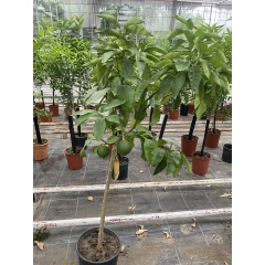 Pomarańcza Bergamota drzewo XL